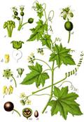 white bryony